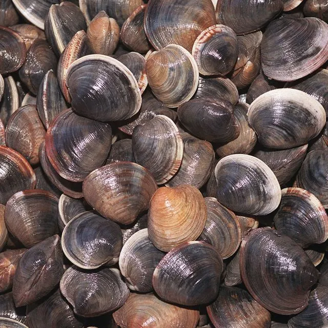 thumbnail for publication: A Comparison Between the Northern Hard Clam (Mercenaria mercenaria) and Southern Hard Clam (Mercenaria campechiensis) for Restoration in Florida